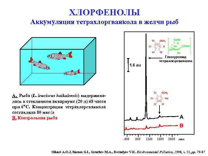ХЛОРФЕНОЛЫ Аккумуляция тетрахлоргваякола в желчи рыб Глюкуронид тетрахлоргваякола 1. 6 au A. Рыба (L.