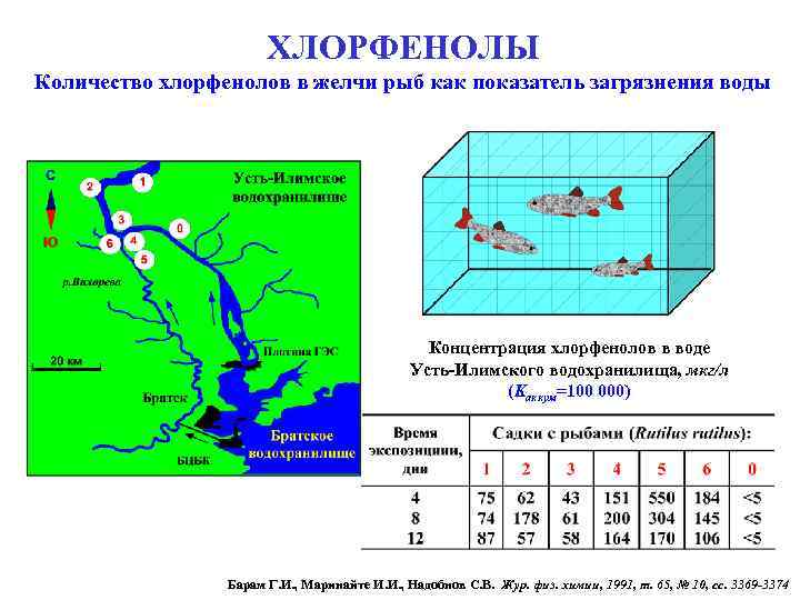 ХЛОРФЕНОЛЫ Количество хлорфенолов в желчи рыб как показатель загрязнения воды Концентрация хлорфенолов в воде