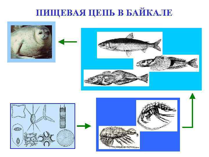 ПИЩЕВАЯ ЦЕПЬ В БАЙКАЛЕ 