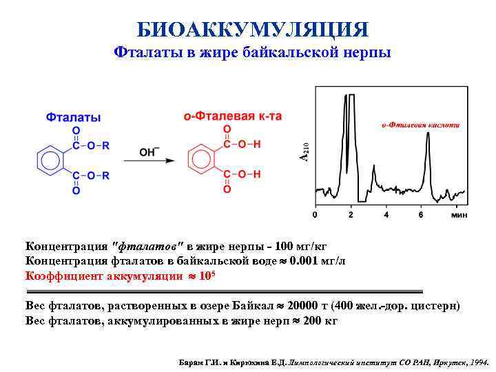 БИОАККУМУЛЯЦИЯ Фталаты в жире байкальской нерпы Концентрация "фталатов" в жире нерпы - 100 мг/кг