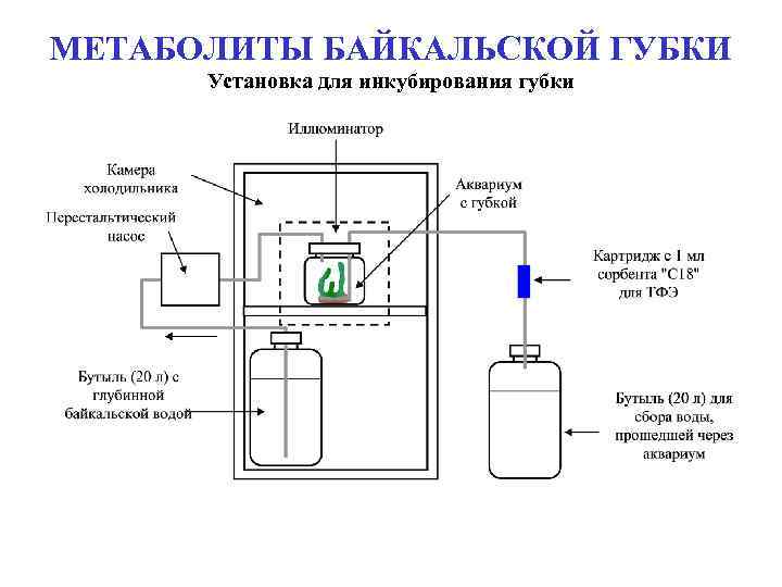 МЕТАБОЛИТЫ БАЙКАЛЬСКОЙ ГУБКИ Установка для инкубирования губки 