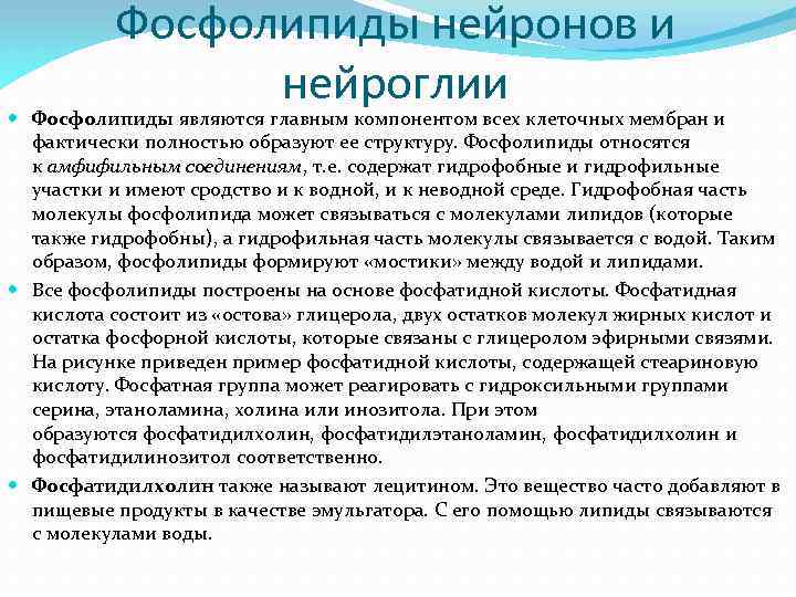 Фосфолипиды нейронов и нейроглии Фосфолипиды являются главным компонентом всех клеточных мембран и фактически полностью