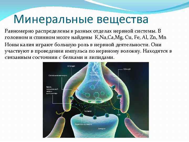 Минеральные вещества Равномерно распределены в разных отделах нервной системы. В головном и спинном мозге