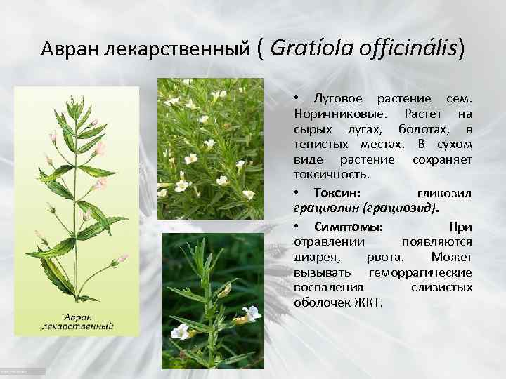 Авран лекарственный ( Gratíola officinális) • Луговое растение сем. Норичниковые. Растет на сырых лугах,