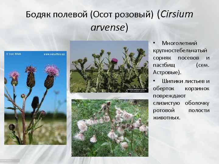 Бодяк полевой (Осот розовый) (Cirsium arvense) • Многолетний крупностебельчатый сорняк посевов и пастбищ (сем.