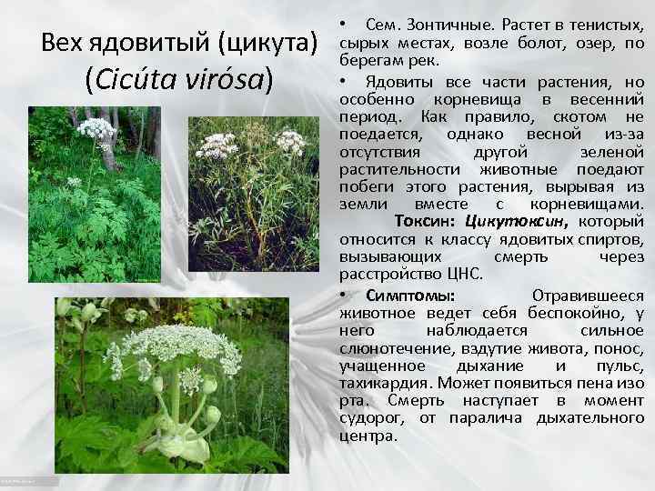 Вех ядовитый (цикута) (Cicúta virósa) • Сем. Зонтичные. Растет в тенистых, сырых местах, возле