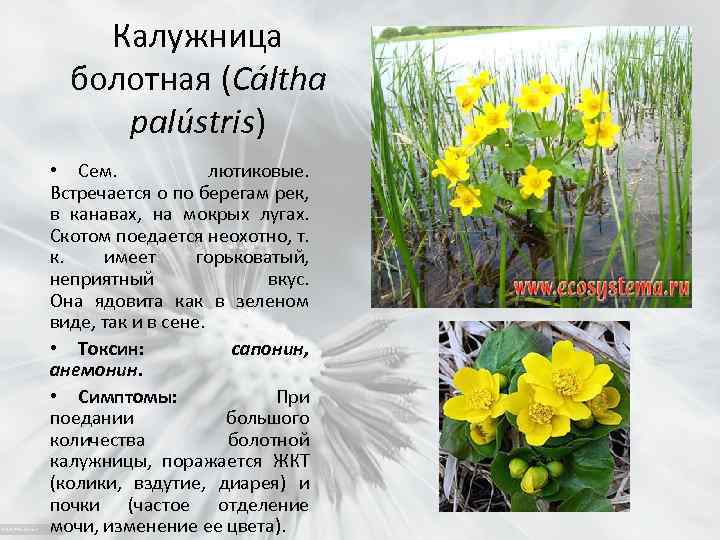 Калужница болотная (Cáltha palústris) • Сем. лютиковые. Встречается о по берегам рек, в канавах,