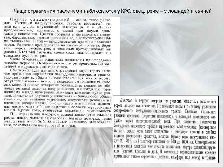 Чаще отравления пасленами наблюдаются у КРС, овец, реже – у лошадей и свиней 