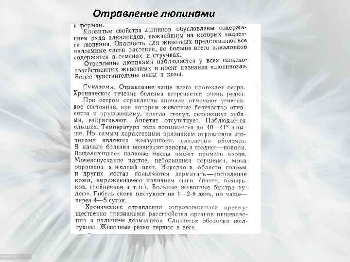 Отравление люпинами 