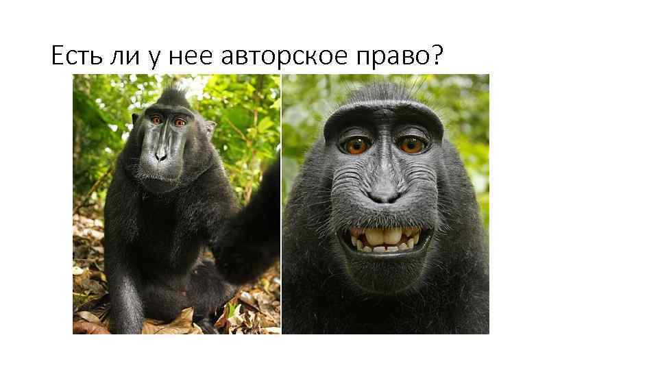 Есть ли у нее авторское право? 
