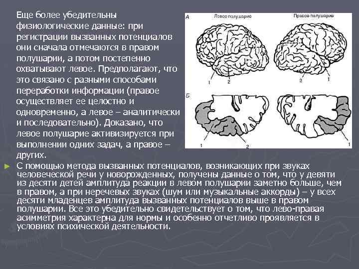 Еще более убедительны физиологические данные: при регистрации вызванных потенциалов они сначала отмечаются в правом