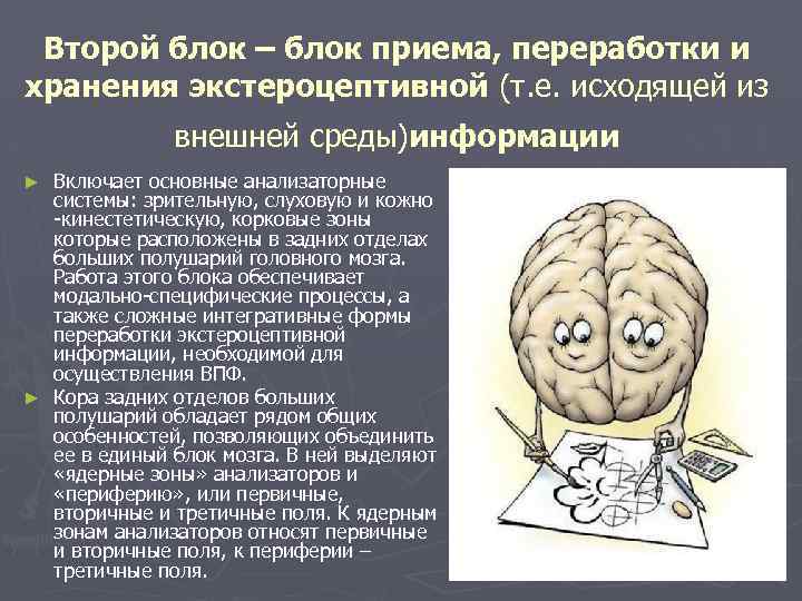 Блок мозгов. Второй блок – блок приема, переработки и хранения информации. Второй блок головного мозга. Асимметрия блоков мозга. Блок хранения и переработки информации мозга.