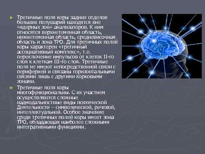 Третичные поля коры задних отделов больших полушарий находятся вне «ядерных зон» анализаторов. К ним
