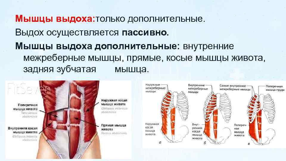 Рассмотрите картинку и укажите под какими цифрами указаны мышцы работающие при вдохе