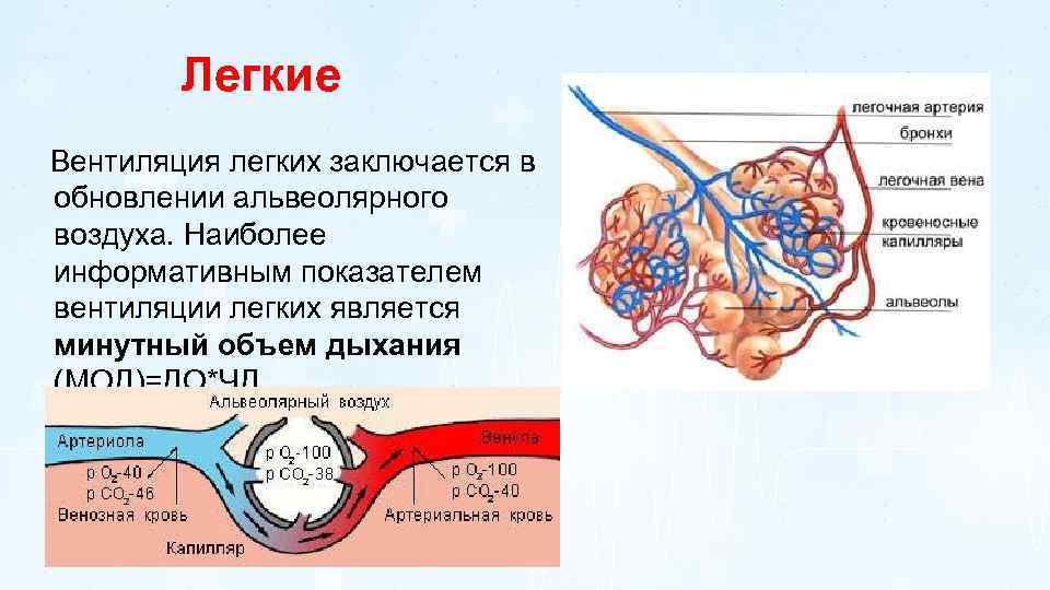 Вентиляция легких. Вентиляция альвеол физиология. Альвеолярная вентиляция лёгких физиология. Легочная вентиляция. Альвеолярная вентиляция легких схема.