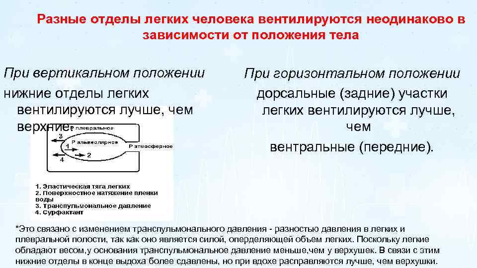 Разные отделы легких человека вентилируются неодинаково в зависимости от положения тела При вертикальном положении