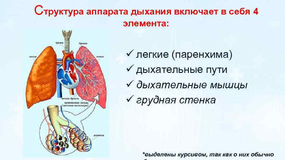 Структура аппарата дыхания включает в себя 4 элемента: ü легкие (паренхима) ü дыхательные пути