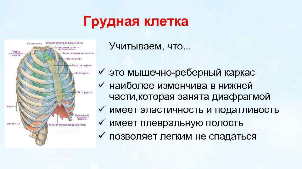 Грудная клетка Учитываем, что. . . ü это мышечно-реберный каркас ü наиболее изменчива в
