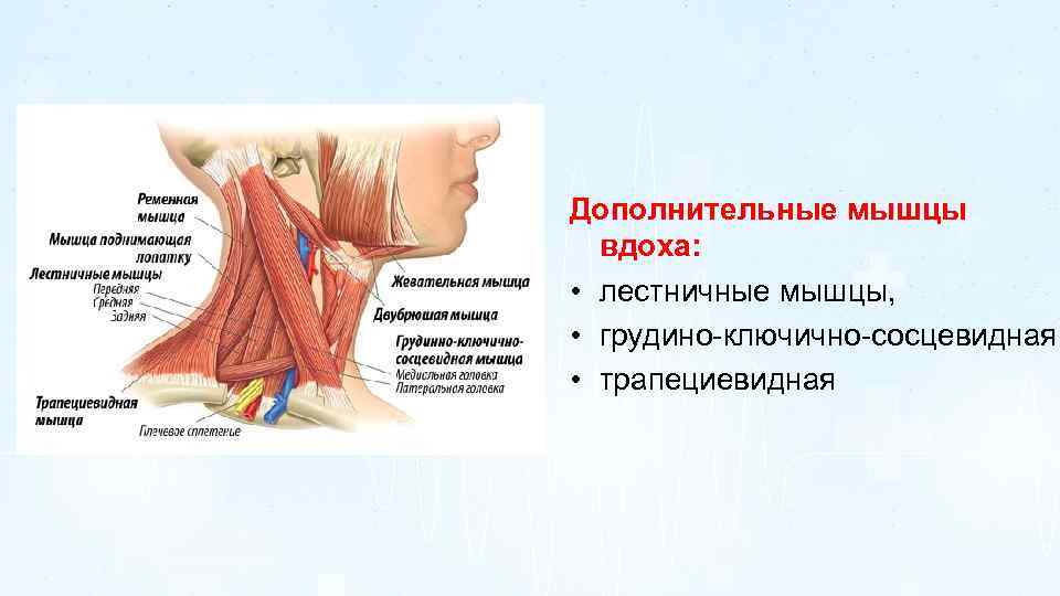 Дополнительные мышцы вдоха: • лестничные мышцы, • грудино-ключично-сосцевидная • трапециевидная 