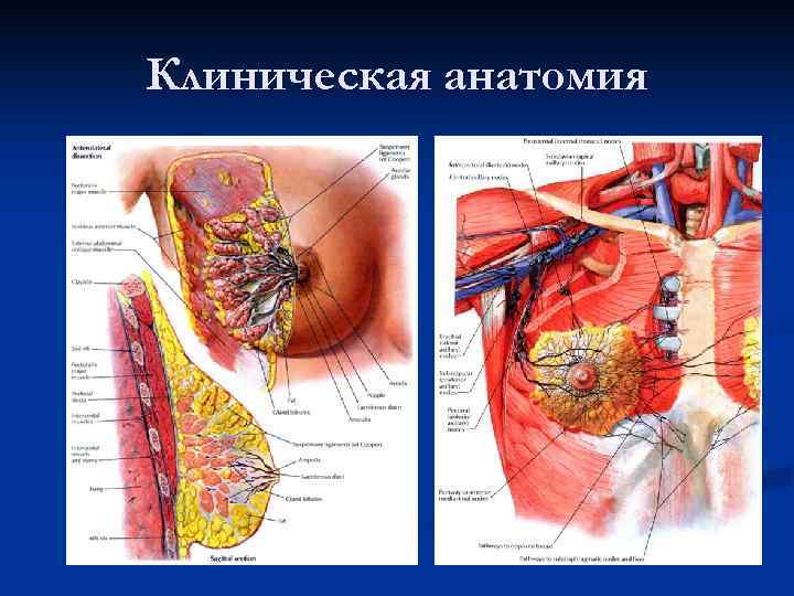 Клиническая анатомия 