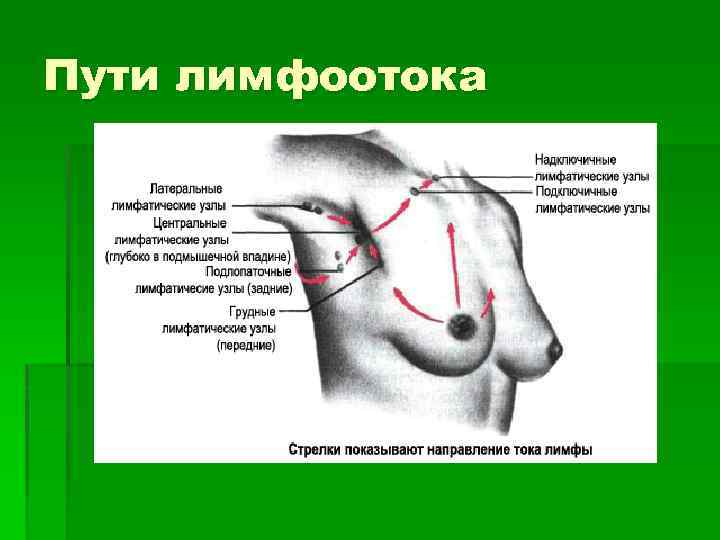 Пути лимфоотока 