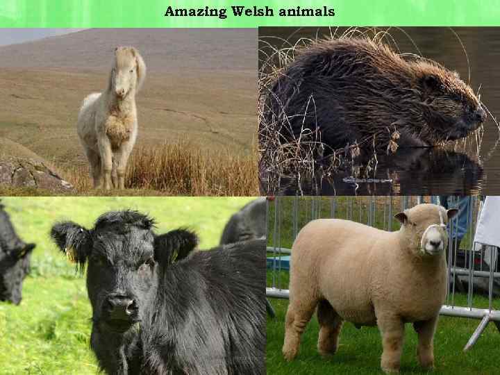 Amazing Welsh animals 