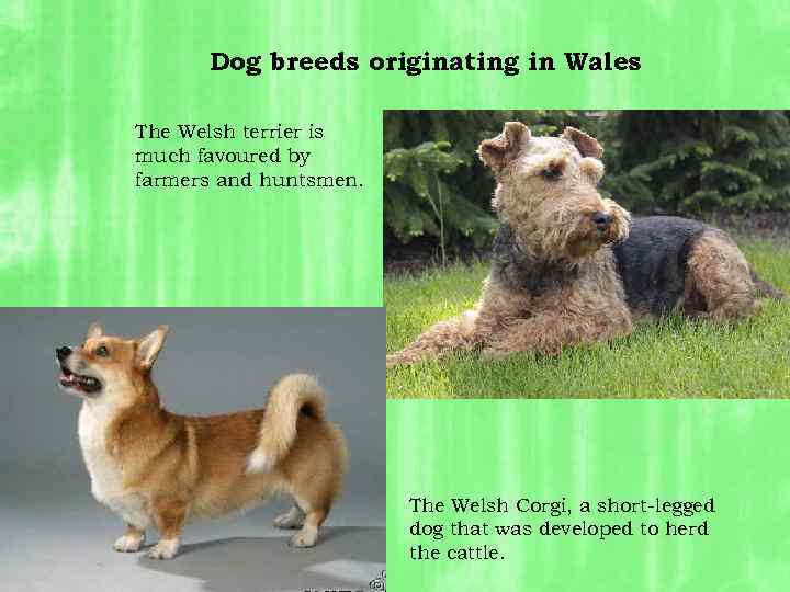 Dog breeds originating in Wales The Welsh terrier is much favoured by farmers and