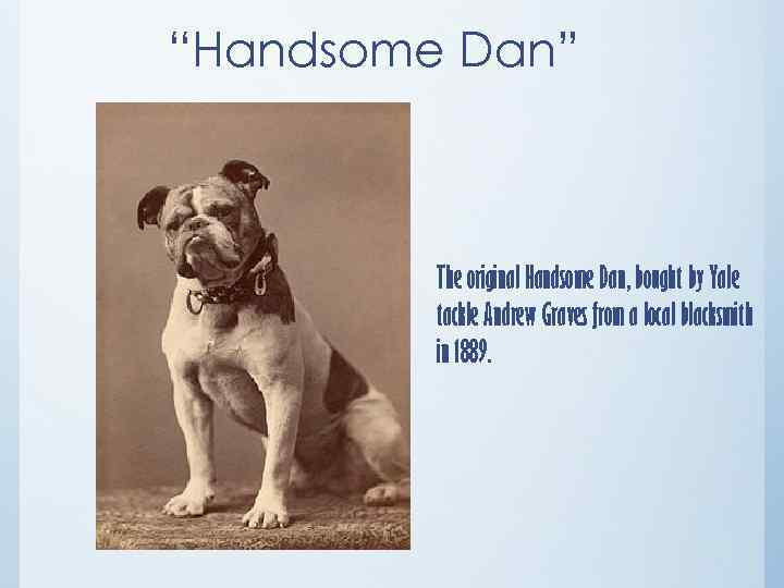“Handsome Dan” The original Handsome Dan, bought by Yale tackle Andrew Graves from a