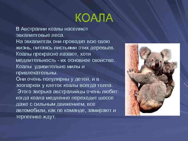 КОАЛА В Австралии коалы населяют эвкалиптовые леса. На эвкалиптах они проводят всю свою жизнь,