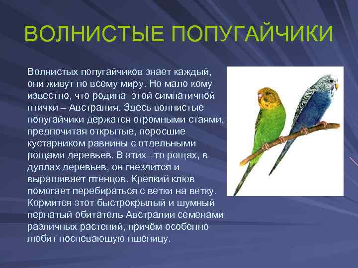 ВОЛНИСТЫЕ ПОПУГАЙЧИКИ Волнистых попугайчиков знает каждый, они живут по всему миру. Но мало кому