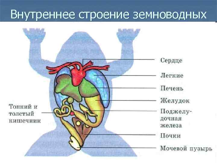 Внутреннее строение земноводных 
