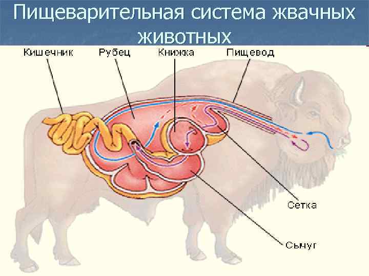 Пищеварительная система жвачных животных 
