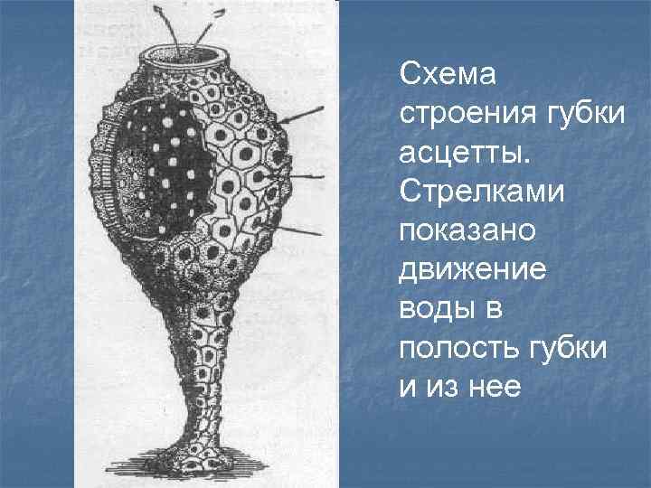 Схема строения губки асцетты. Стрелками показано движение воды в полость губки и из нее