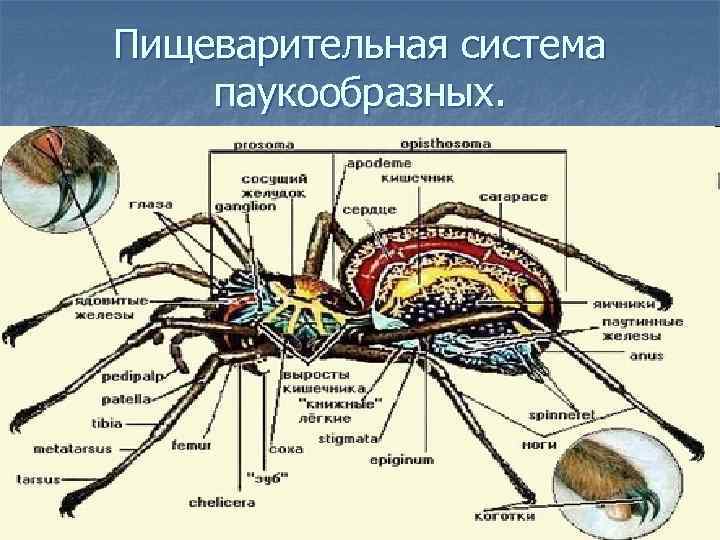 Пищеварительная система паукообразных. 