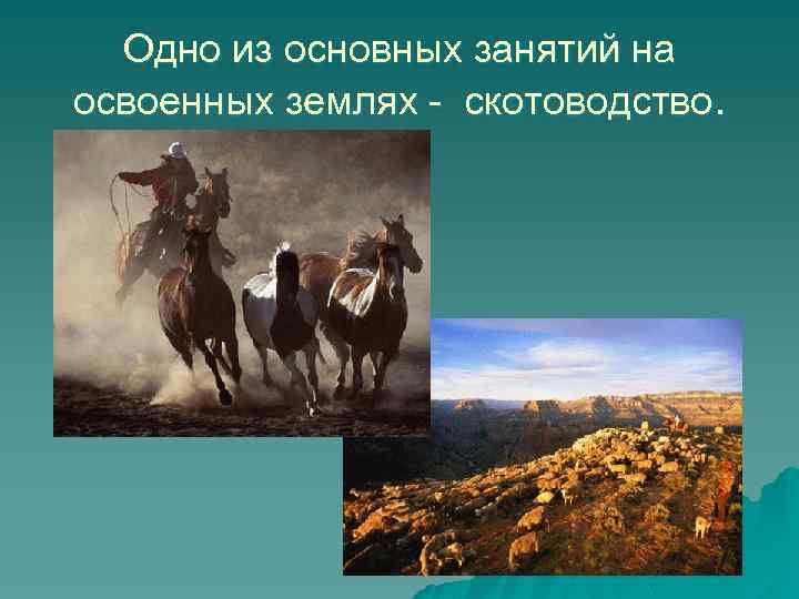 Одно из основных занятий на освоенных землях - скотоводство. 