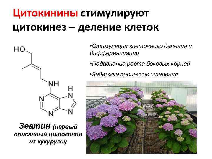 Фитогормоны растений