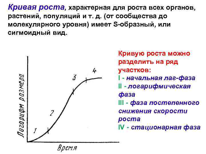 Рост характеризуется