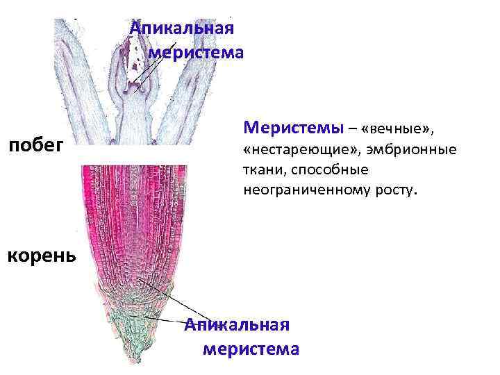 Меристема корня. Верхушечная меристема ткань. Апикальная ткань растений. Меристема ткани растений. Апикальная меристема строение.