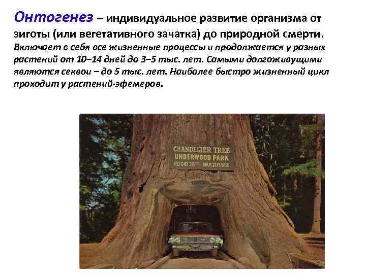 Онтогенез – индивидуальное развитие организма от зиготы (или вегетативного зачатка) до природной смерти. Включает