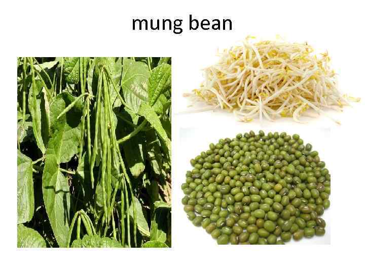 mung bean 