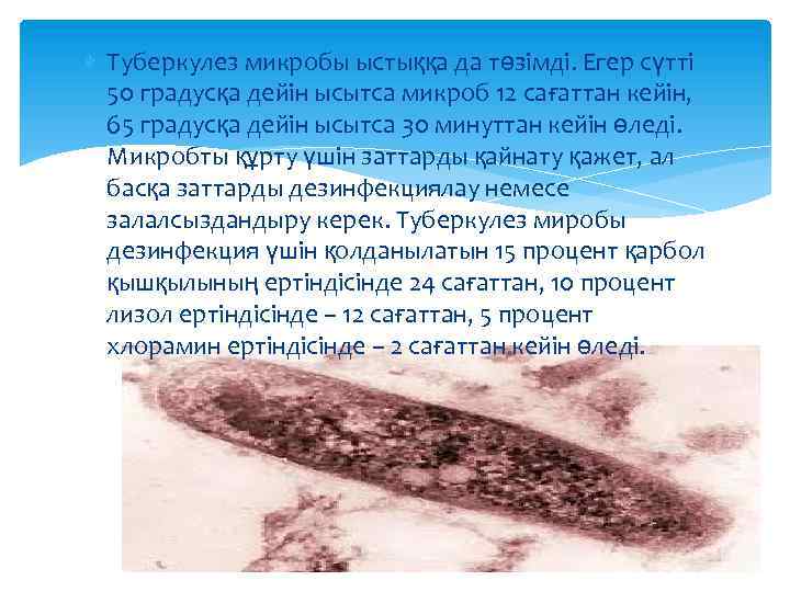  Туберкулез микробы ыстыққа да төзімді. Егер сүтті 50 градусқа дейін ысытса микроб 12