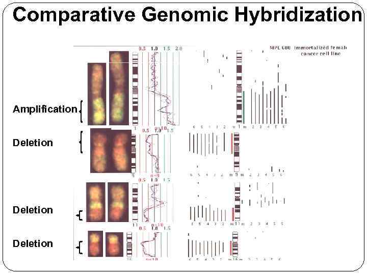 Comparative Genomic Hybridization Amplification Deletion 