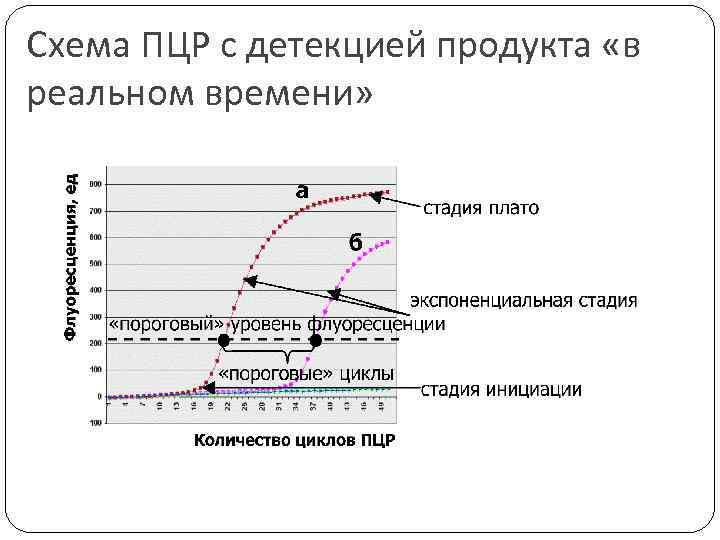 Схема ПЦР с детекцией продукта «в реальном времени» 