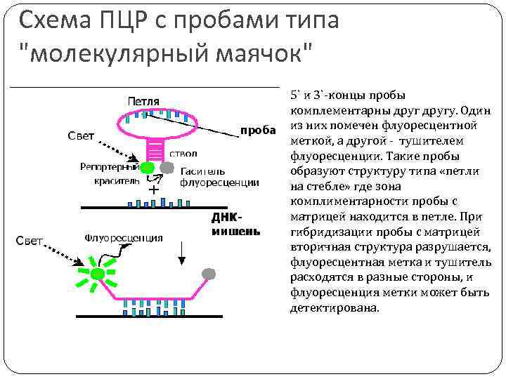 Схема ПЦР с пробами типа 