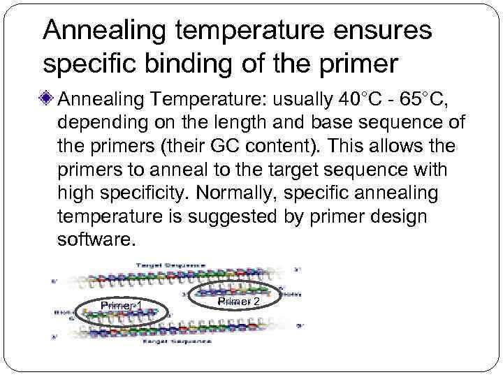 Annealing temperature ensures specific binding of the primer Annealing Temperature: usually 40°C - 65°C,