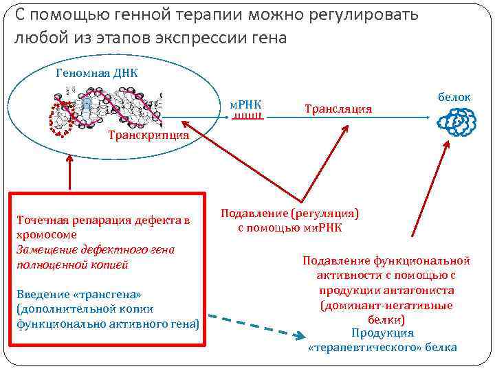 С помощью генной терапии можно регулировать любой из этапов экспрессии гена Геномная ДНК м.