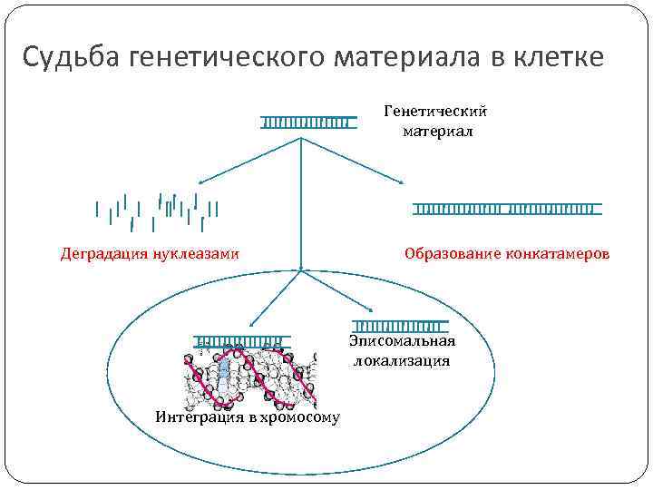 Судьба генетического материала в клетке Генетический материал Деградация нуклеазами Образование конкатамеров Эписомальная локализация Интеграция