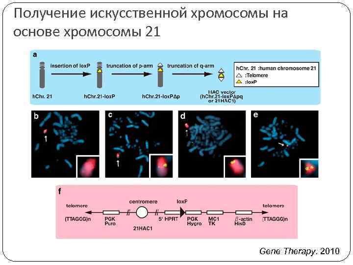 Получение искусственной хромосомы на основе хромосомы 21 Gene Therapy. 2010 