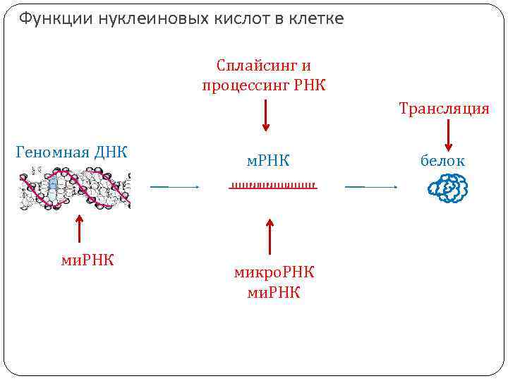 Функции нуклеиновых кислот в клетке Сплайсинг и процессинг РНК Трансляция Геномная ДНК ми. РНК