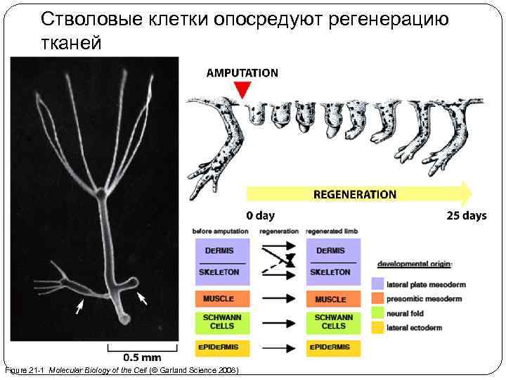 Стволовые клетки опосредуют регенерацию тканей Figure 21 -1 Molecular Biology of the Cell (©